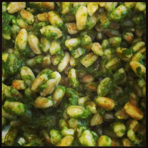 farro with pesto