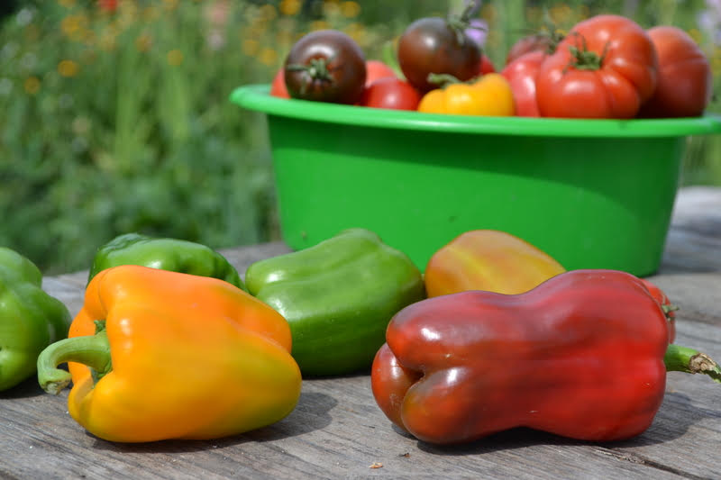 Tomato, Potato, Pepper Poisonous Nightshades? Manuel Villacorta