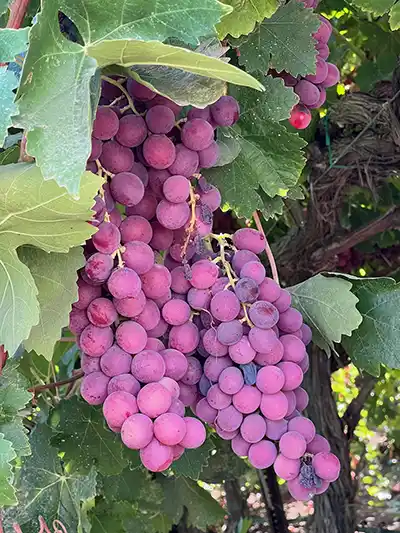 Grapes from farm tour